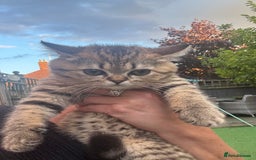 British Shorthair cats for sale: Ready to go BS kittens  - Image 25