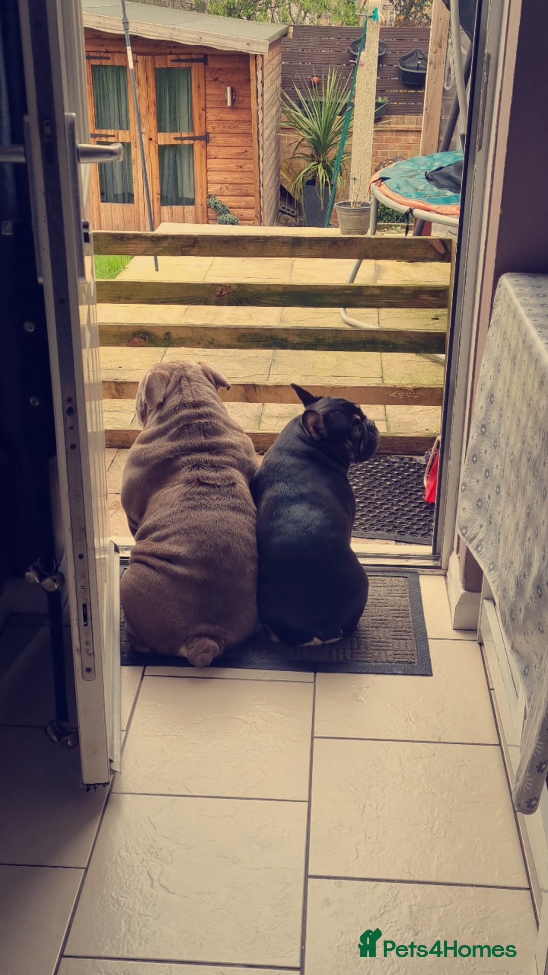 Mixed Breed dogs French/english bulldog puppy  - Advert 1