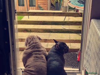 Mixed Breed dogs French/english bulldog puppy - Advert 2