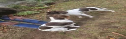 English Springer Spaniel dogs for sale: Willows pups in Bristol - Advert 6