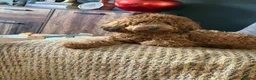 Cockapoo dogs for sale: ❤️Gorgeous F1B Cockapoo❤️ in Ipswich - Advert 3