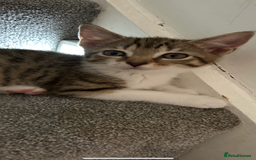 Mixed Breed cats for sale: REDUCED & READY NOW BSH x Tabby kittens  - Image 1