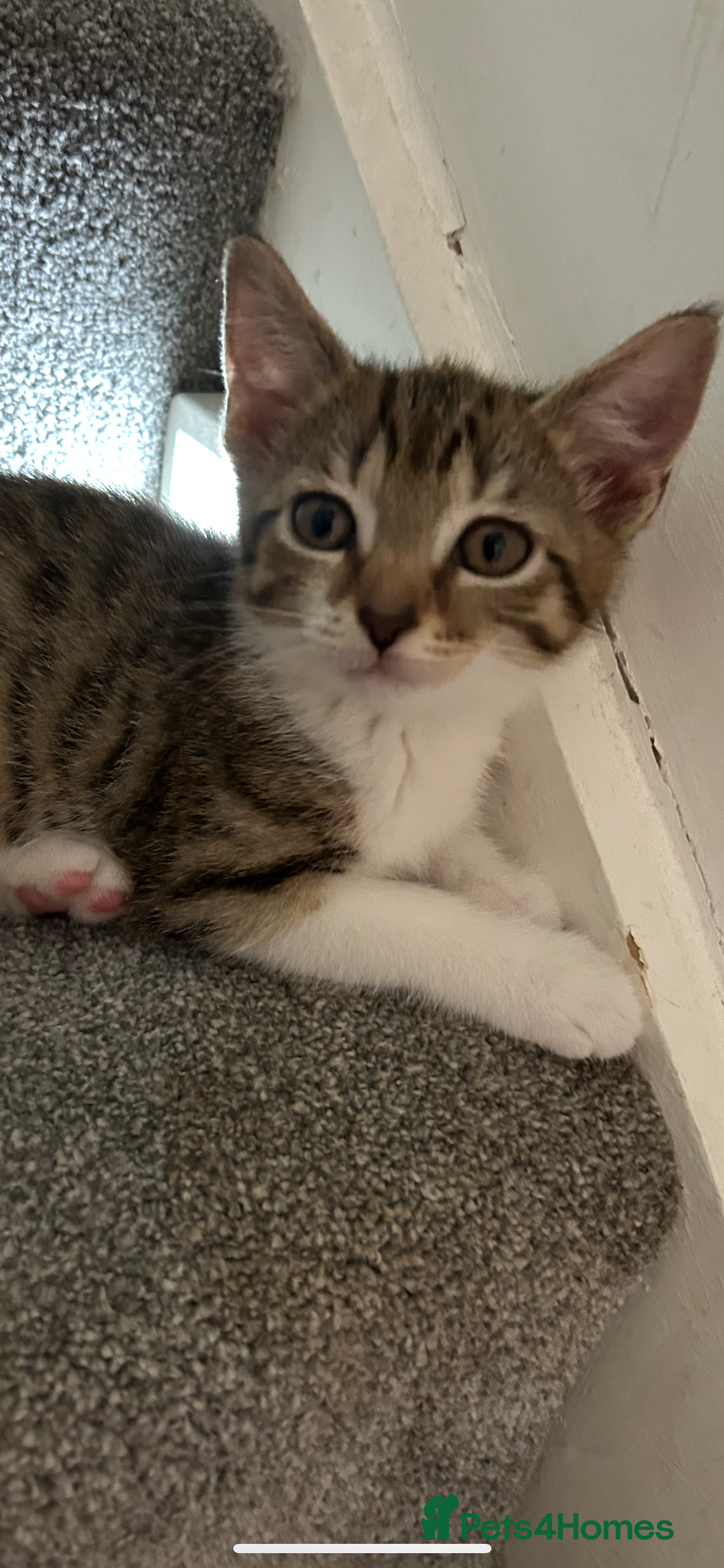 Mixed Breed cats for sale: REDUCED & READY NOW BSH x Tabby kittens  - Image 1