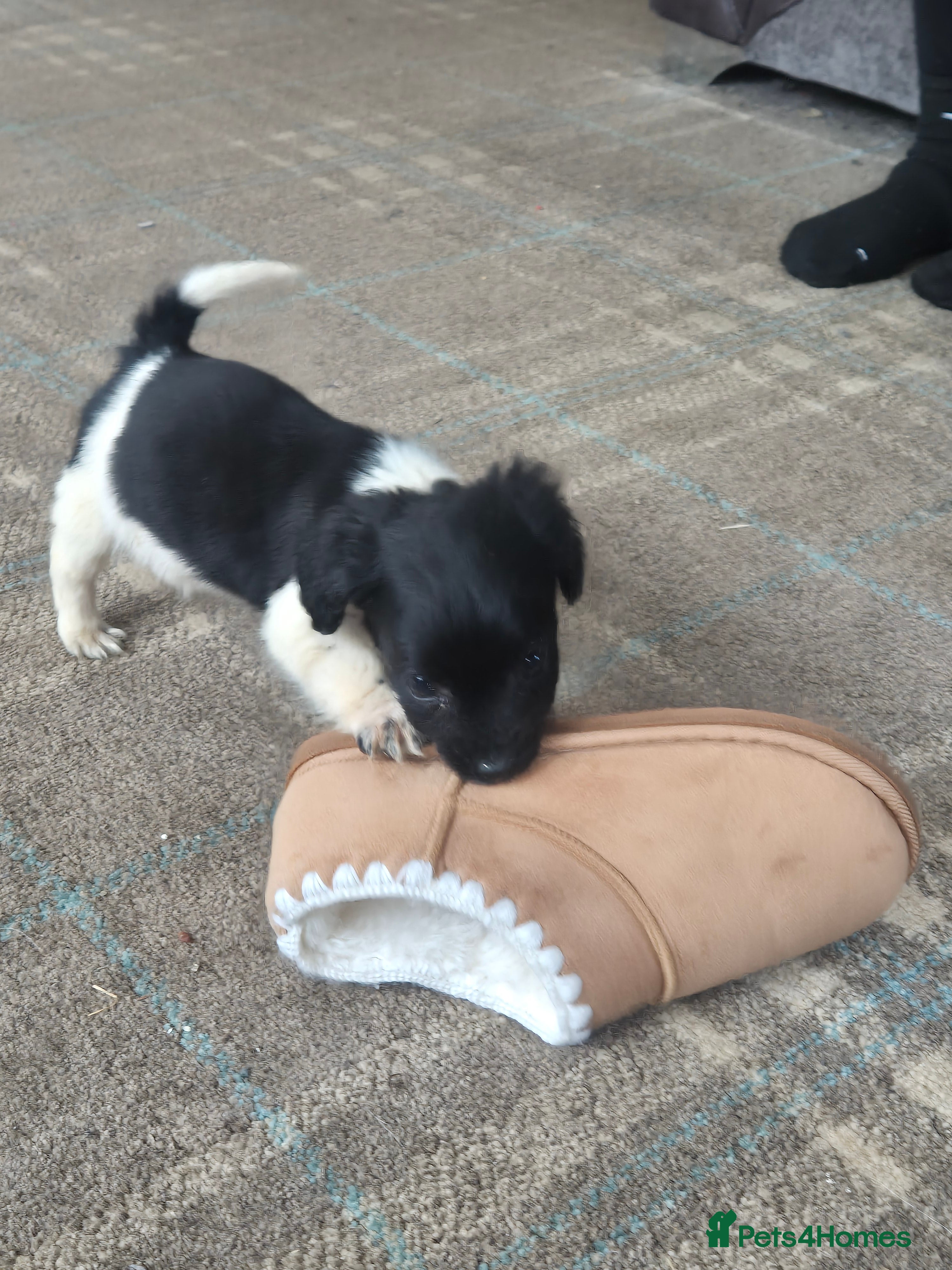 Jackapoo dogs MINI JACK A POO ONE LITTLE BOY LEFT  - Advert 2