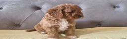 Cavapoo dogs for sale: Gorgeous cavapoo puppies health tested parents - Advert 3