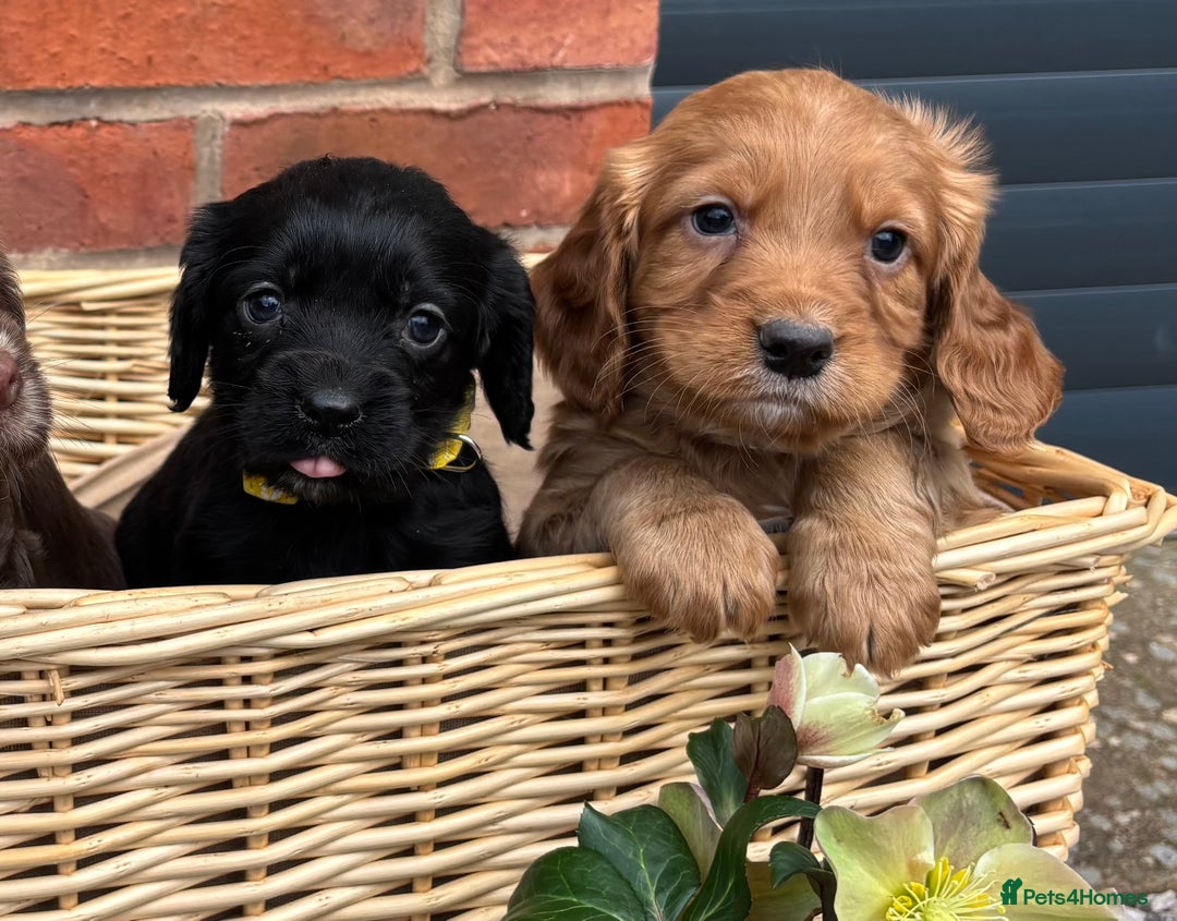 Cocker Spaniel dogs for sale: Quality Cocker Spaniel Puppies - Advert 8