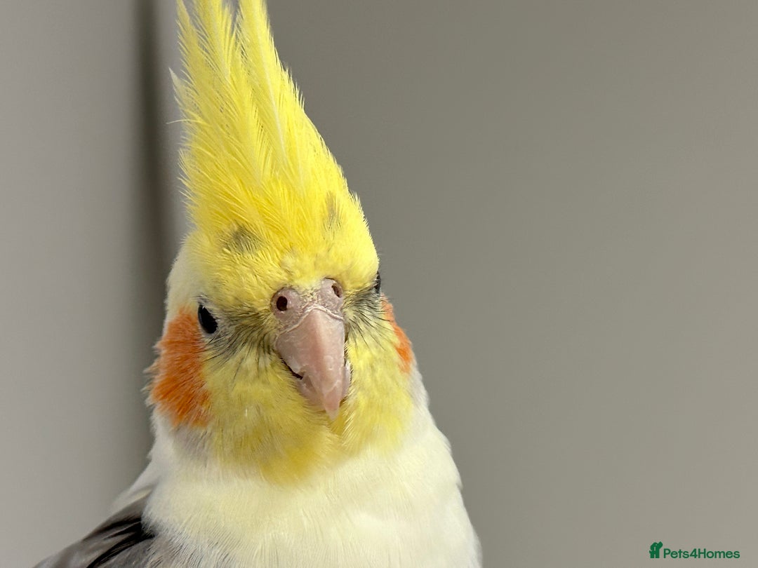 Cockatiels birds for sale: Hand-reared Fully Tame Cockatiel for Rehoming  in London - Image 9