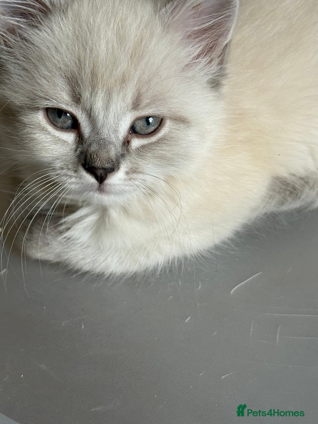 Ragdoll cats for sale: ADORABLE RAGDOLL KITTENS - READY NOW - Image 32