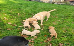 Mixed Breed dogs for sale: Labrador x sprocker - Advert 1