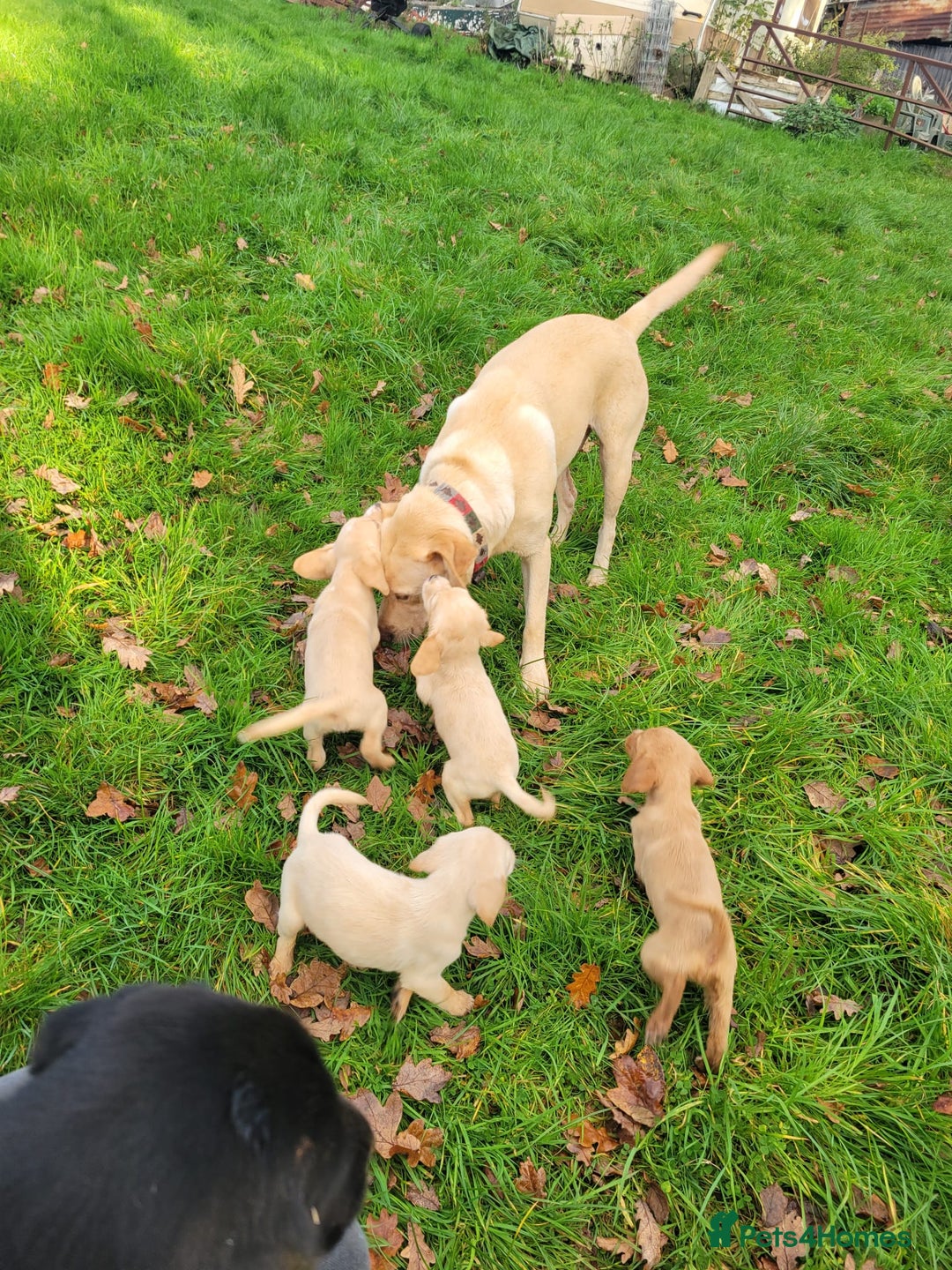 Mixed Breed dogs for sale: Labrador x sprocker - Advert 1