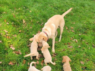 Mixed Breed dogs for sale: Labrador x sprocker - Advert 1