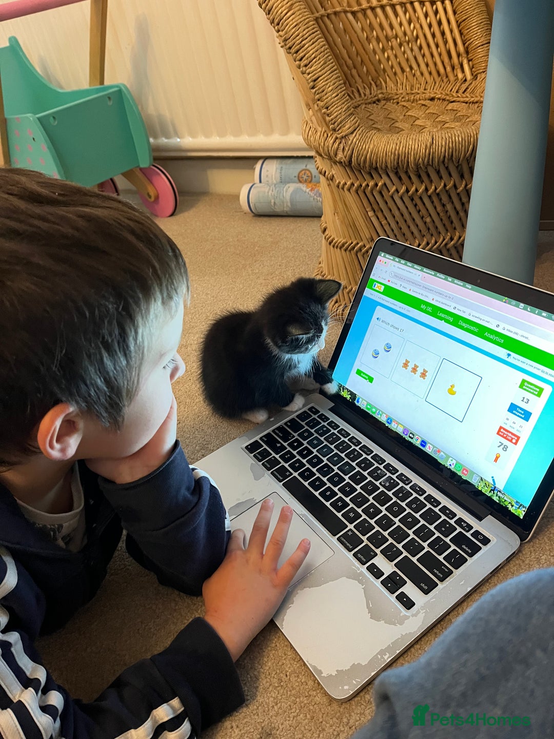 Mixed Breed cats for sale: 9 week old gorgeous kittens  - Advert 4