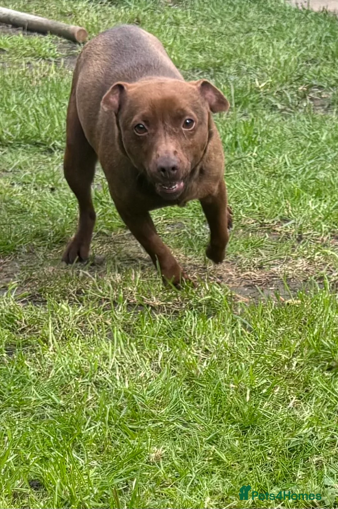 Patterdale Terrier dogs for sale: Patterdale terrier in Middlesbrough - Advert 2