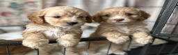 Cavapoo dogs for sale: Cavapoo’s  - Advert 5