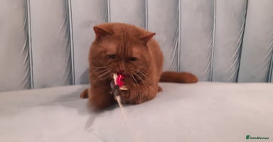 British Shorthair cats in Bradford - Advert 9