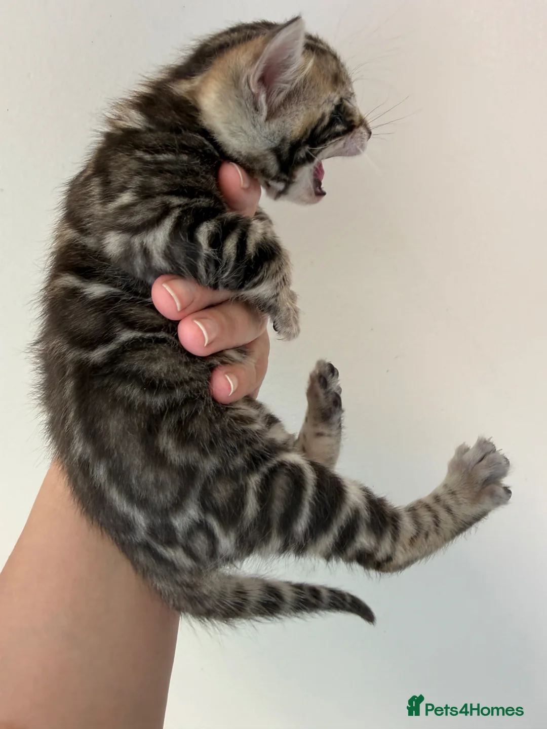 Bengal cats for sale: Unique Bloodline Bengals Tica Reg - Advert 26