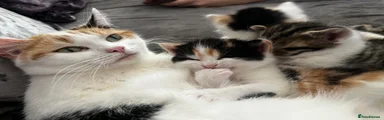 Mixed Breed Kitten 3