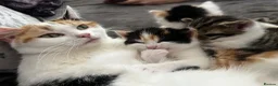Mixed Breed cats for sale: 4 beautiful kittens ready to leave  - Advert 3