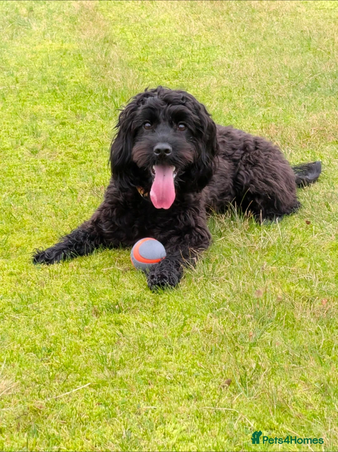 Mixed Breed dogs for sale: Very cute Sprokerpoo Puppies for sale  - Advert 2