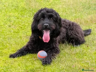 Mixed Breed dogs Very cute Sprokerpoo Puppies for sale - Advert 4