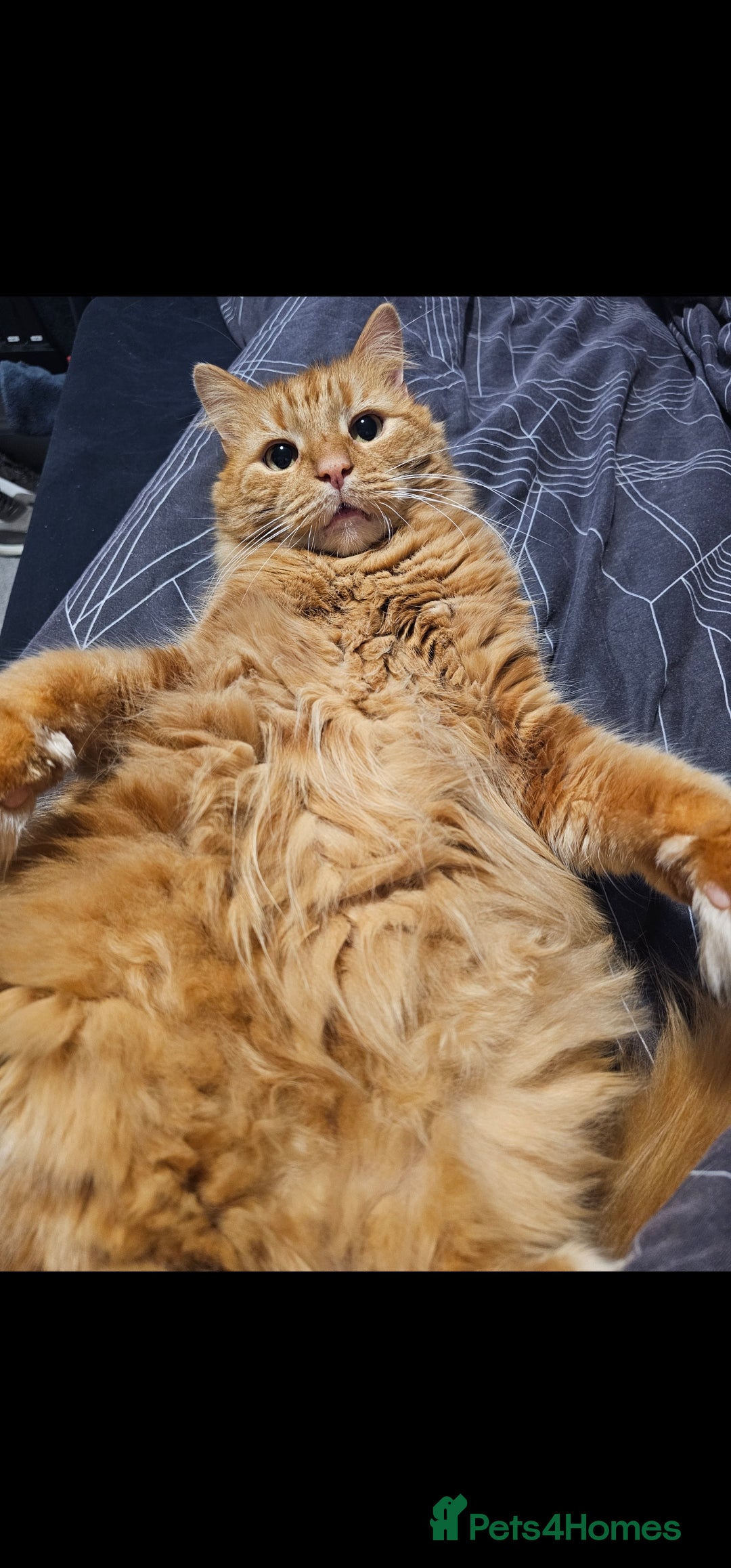 British Longhair cats for sale: Older loving cat looking for quiet home! - Advert 4