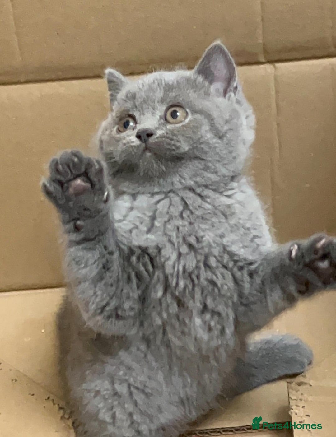 British Shorthair cats for sale: Six blue British shorthair kittens for sale  - Image 4