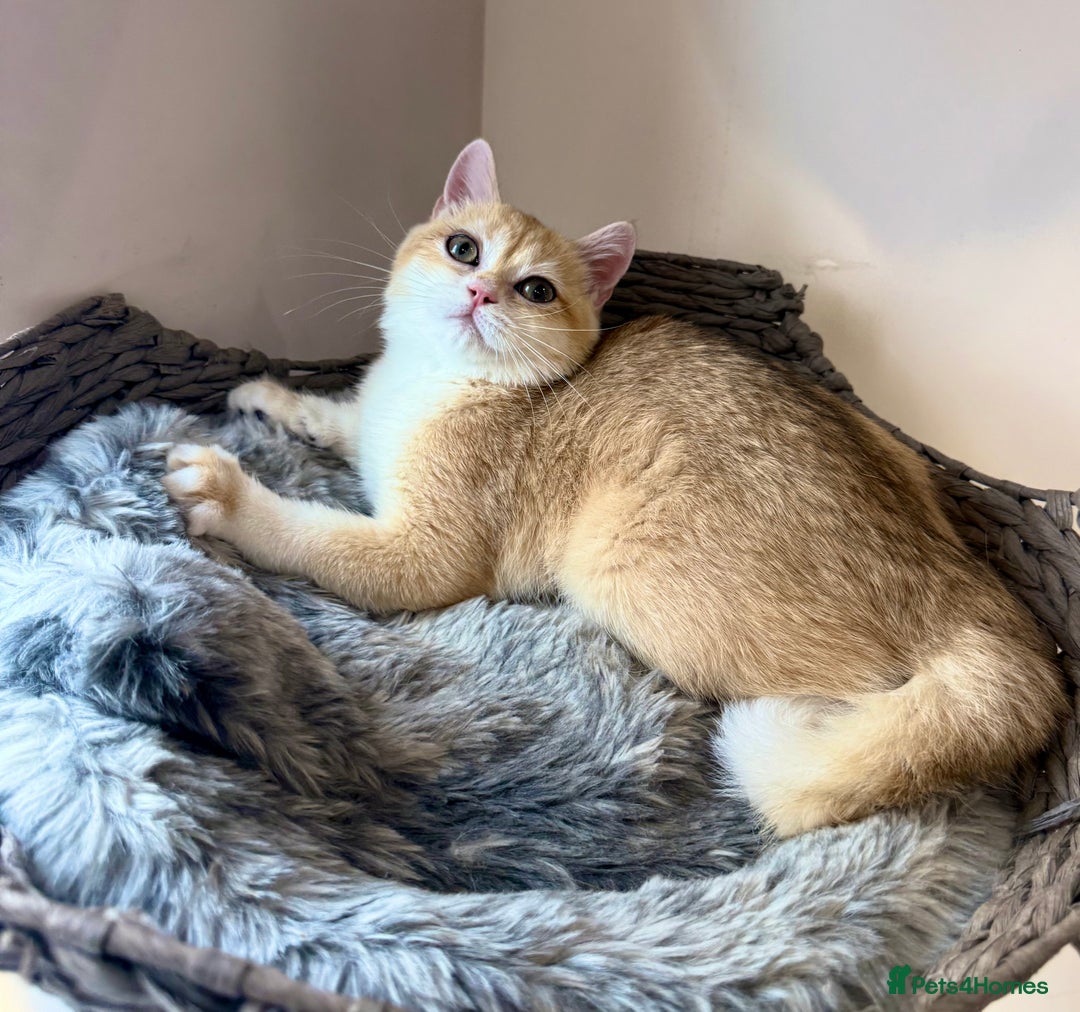 British Shorthair cats for sale: GCCF golden BSH ❤️ - Image 1