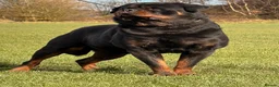Rottweiler dogs for stud: Top quality health tested kc male German X serbian - Advert 13