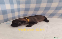 German Shepherd dogs for sale: German Shepherd Puppies - Image 11
