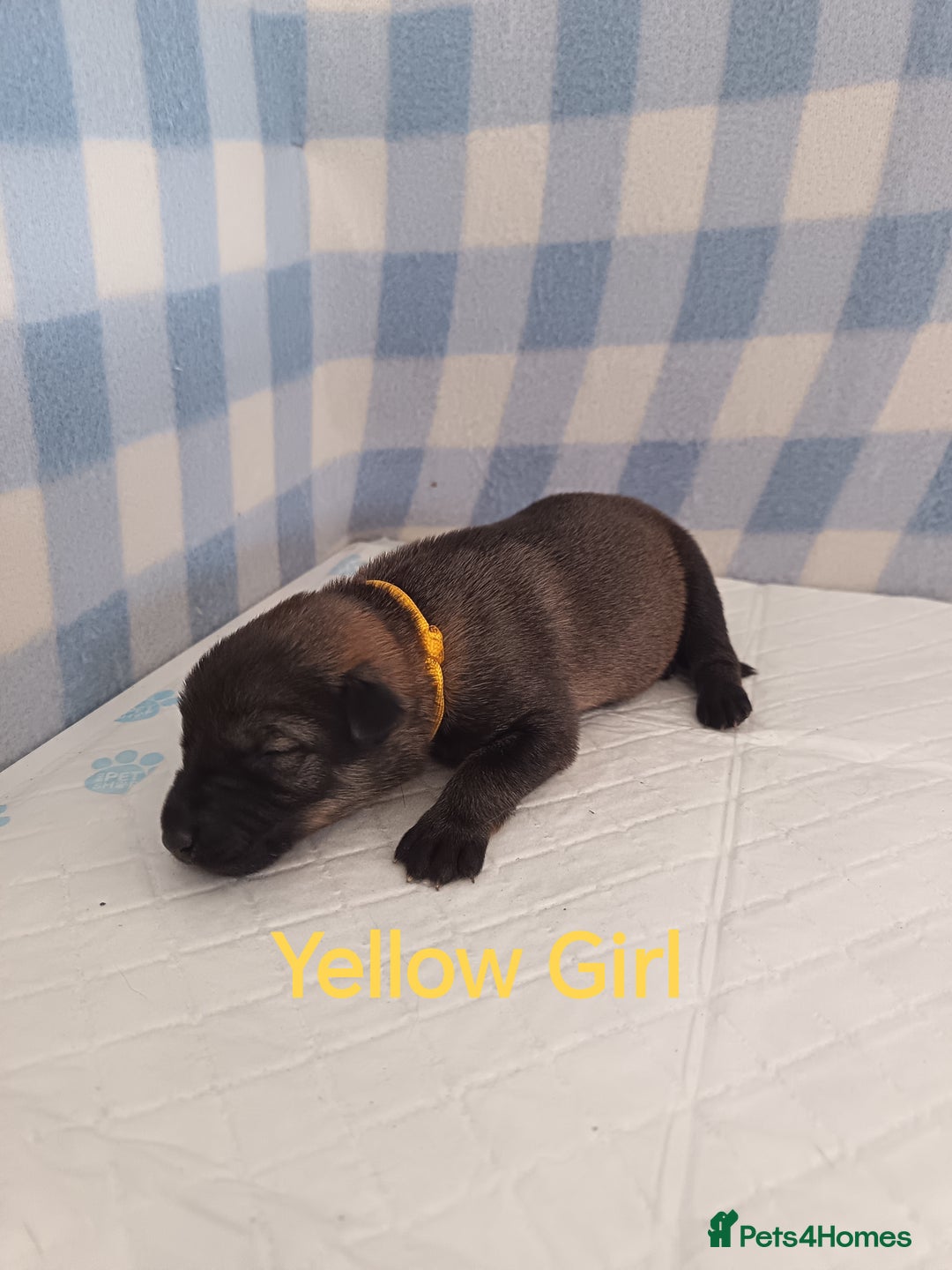 German Shepherd dogs for sale: German Shepherd Puppies - Image 11
