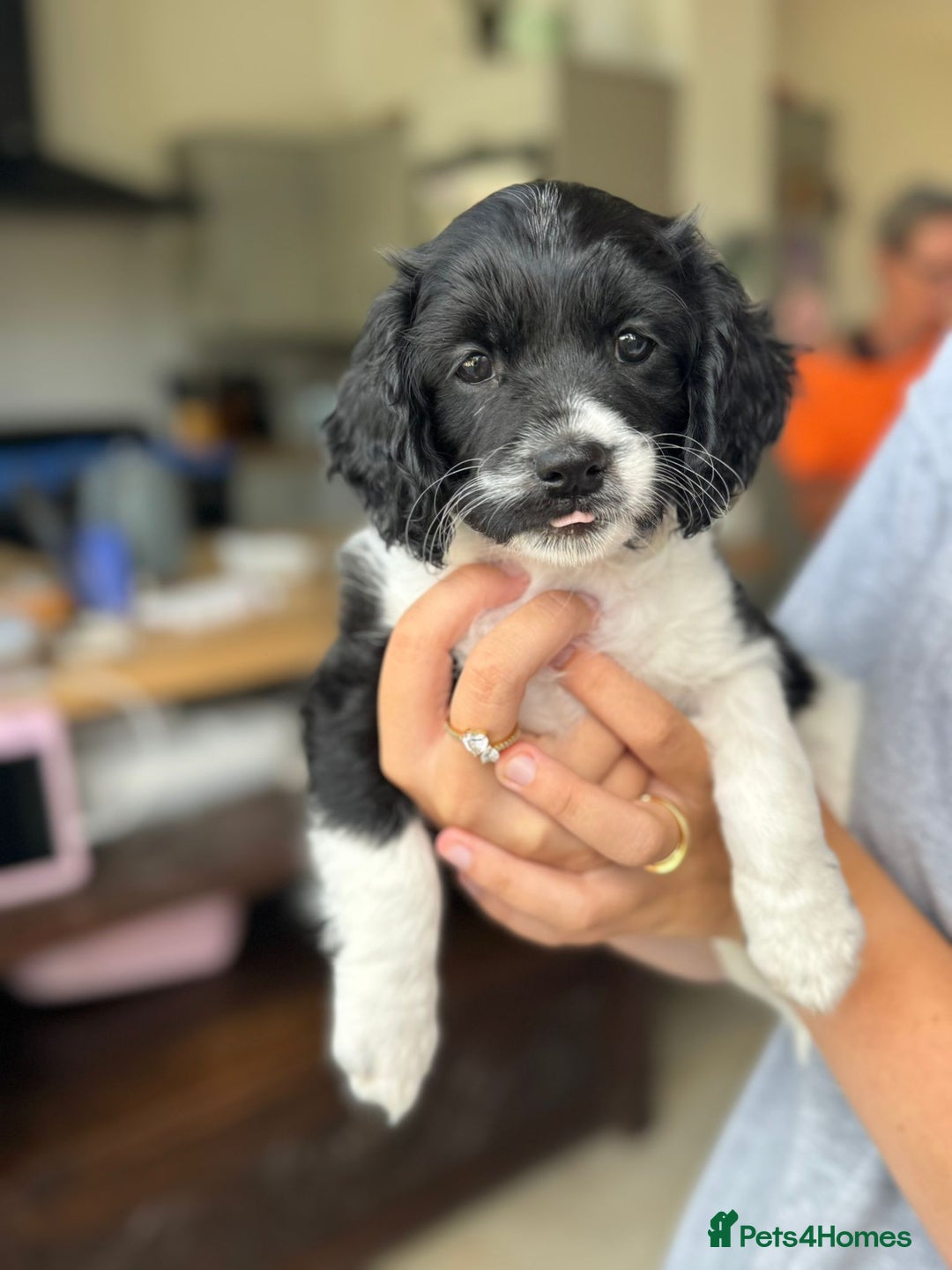 Cavapoo dogs for sale: Adorable girl and boy left - Image 3