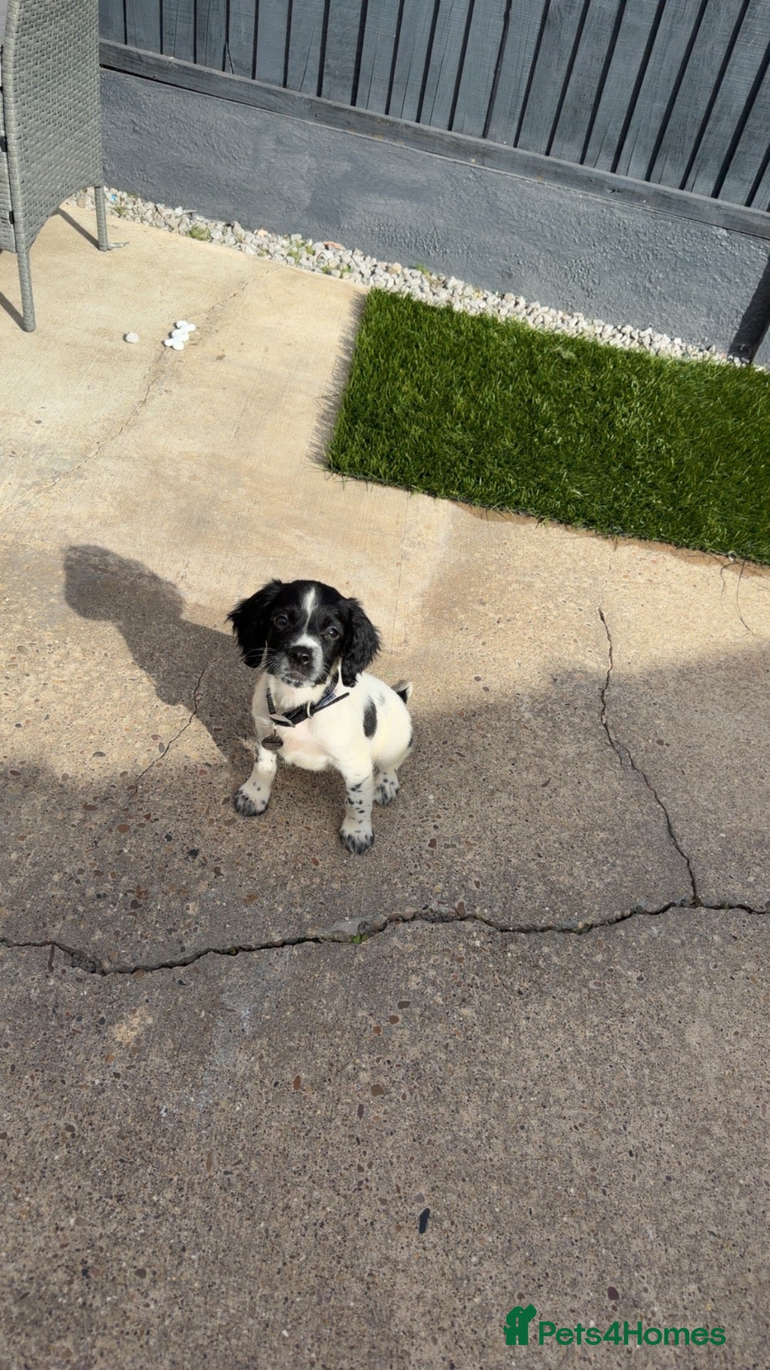 English Springer Spaniel dogs Daisy  - Advert 1