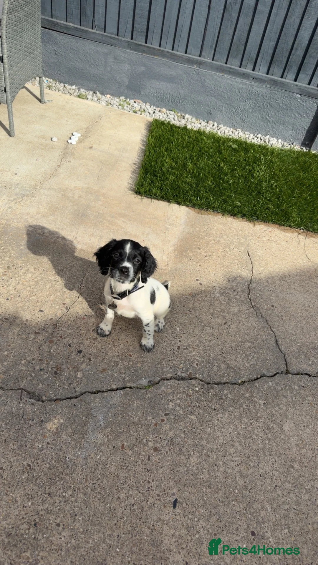 English Springer Spaniel dogs for sale: Daisy  - Advert 1