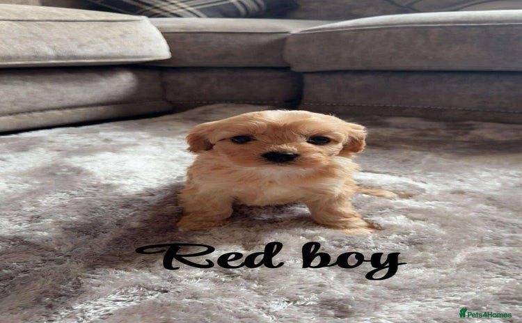 Cavapoo dogs - Advert 8