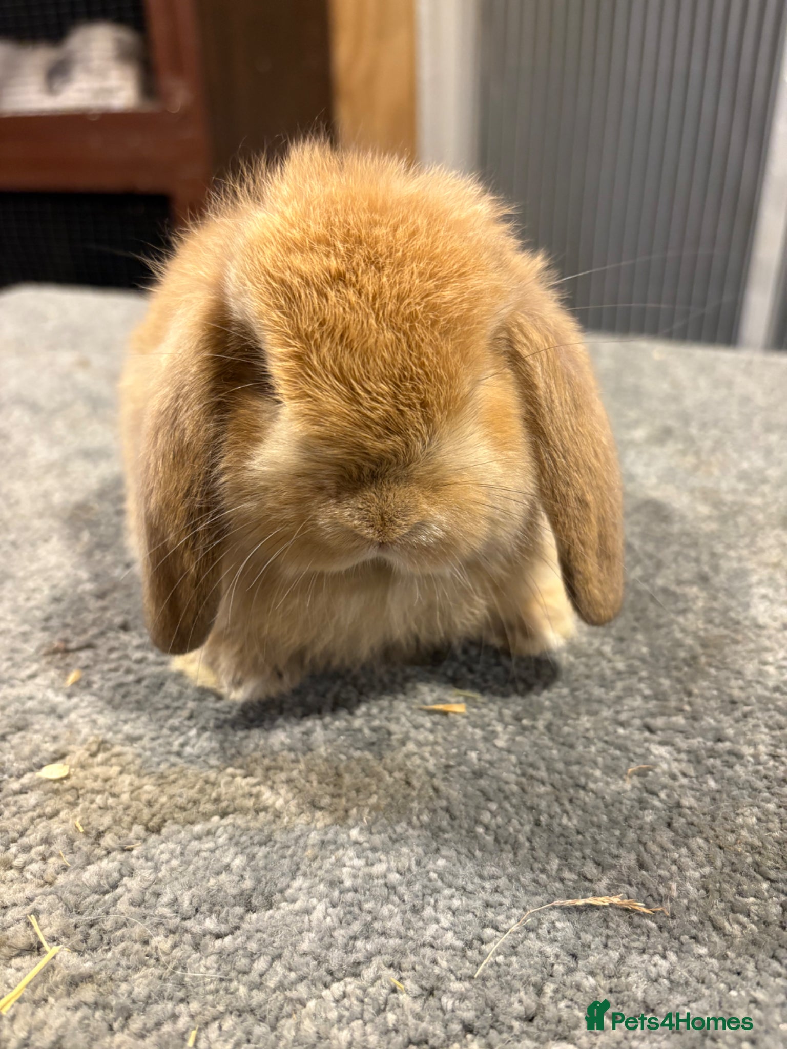 Mini Lion Lop rabbits UPDATED 27/05 mini lop doe available  - Advert 1