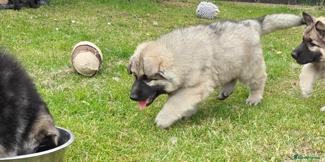 German Shepherd dogs for sale: Beautiful long coated  in Coalville - Image 3