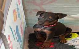 Mixed Breed dogs for sale: Chinese Red Dogs - Image 4