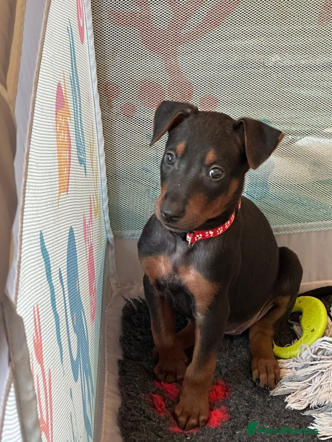 Mixed Breed dogs for sale: Chinese Red Dogs - Image 4