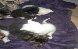 British Longhair cats for sale: Tabby and white Kittens  - Image 3