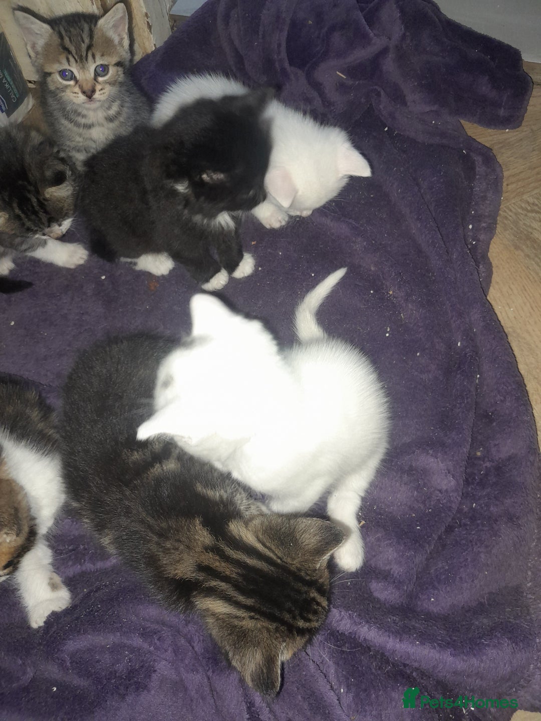 British Longhair cats for sale: Tabby and white Kittens  - Image 3