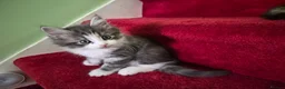 Mixed Breed cats for sale: Main Coon Mix - Advert 4