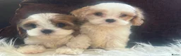 Cavapoochon dogs for sale: Ready to leave now extensively health tested 💙 - Advert 12
