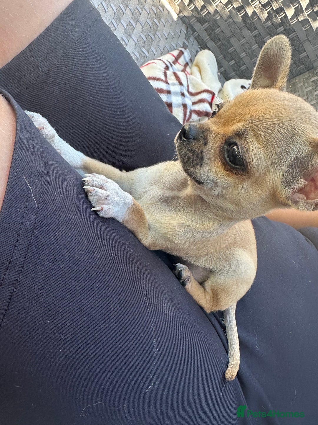 Chihuahua dogs for sale: Chihuahua pups - Image 8