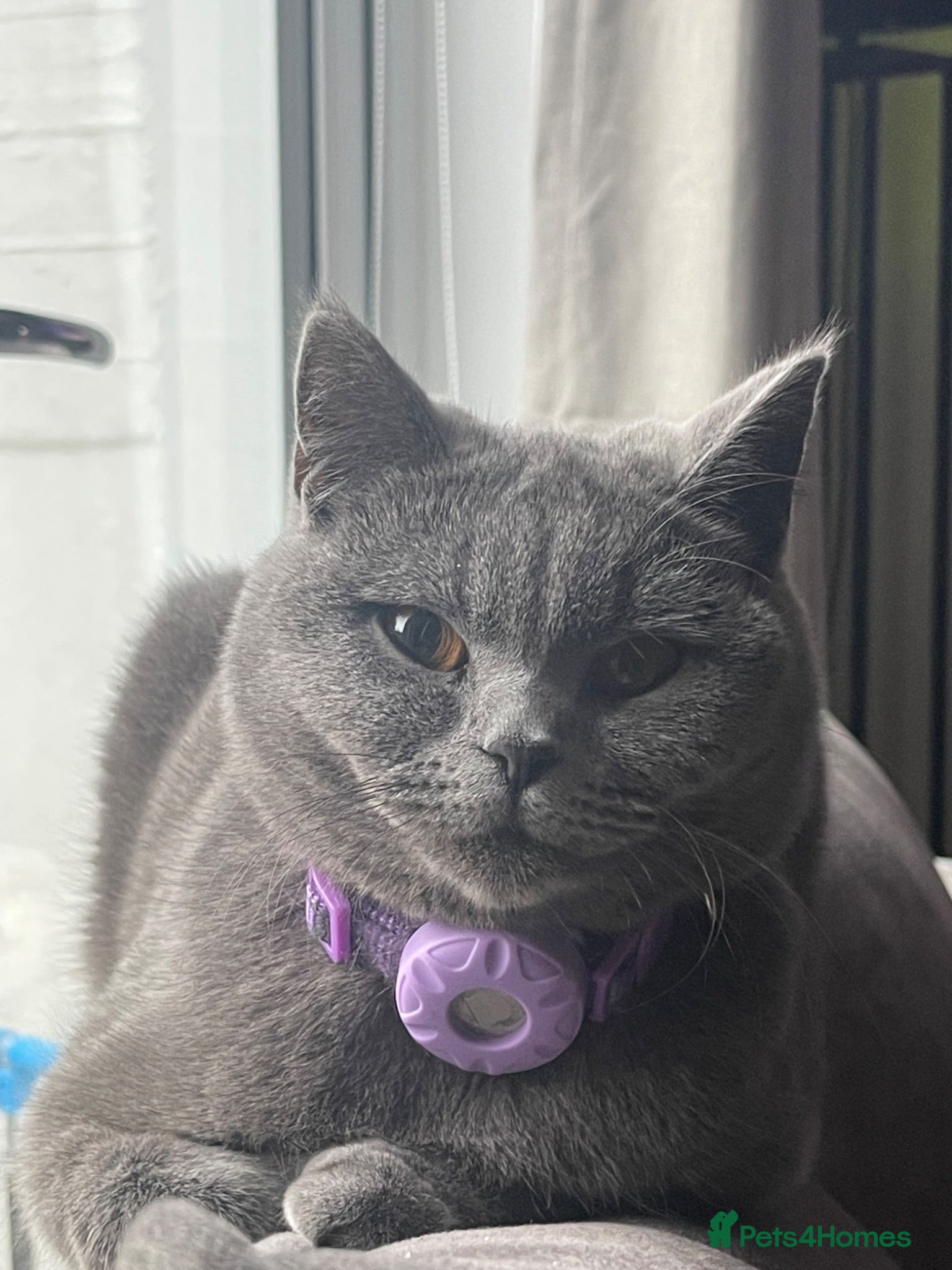 British Shorthair cats Queen dolly & sire phantom  - Advert 1