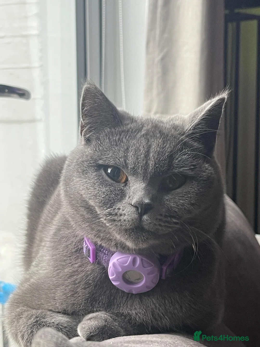 British Shorthair cats for sale: Queen dolly & sire phantom  in Liverpool - Advert 1
