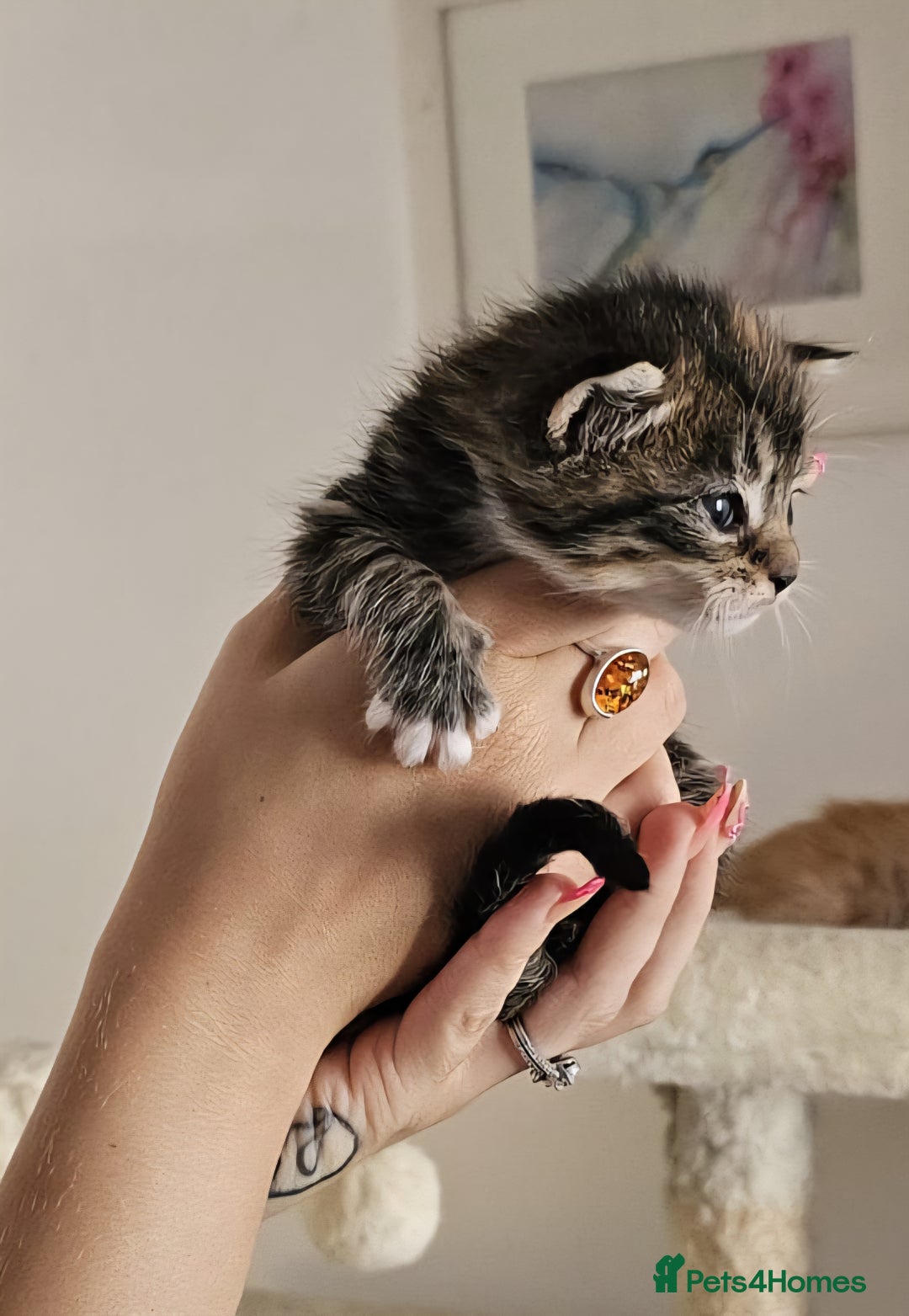 Maine Coon cats for sale: Maine coon x British short hair - Image 9