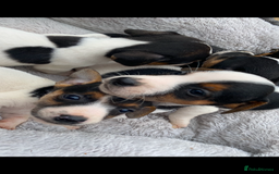 Jack Russell dogs for sale: Gorgeous bundle of Jack Russel puppies  - Image 8