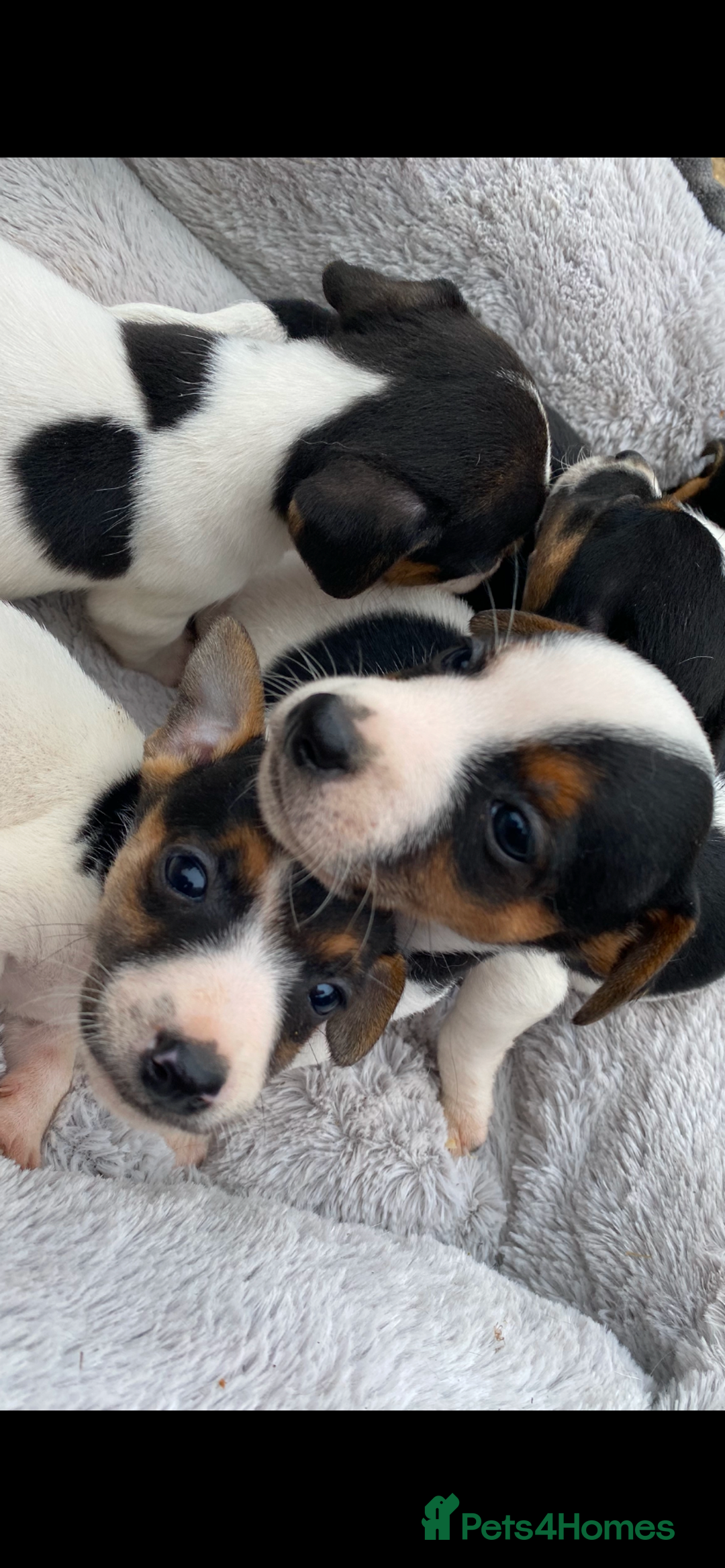 Jack Russell dogs for sale: Gorgeous bundle of Jack Russel puppies  - Image 8