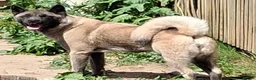 Akita dogs for sale: Akita cross female pups  - Advert 11