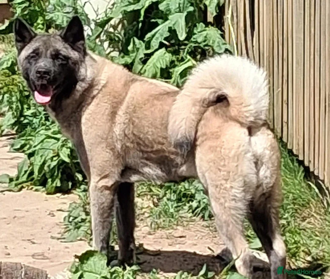Akita dogs for sale: Akita cross female pups  - Advert 11